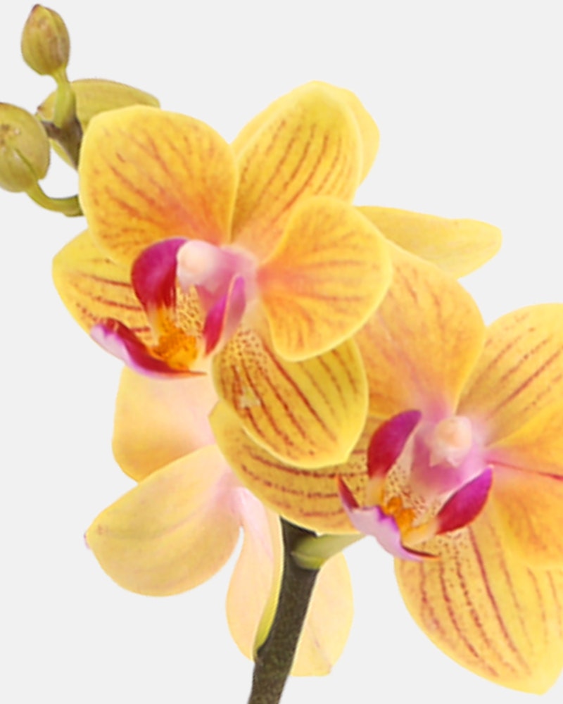 Vibrant yellow and orange phalaenopsis orchid with delicate pink centers and a subtle striped pattern on the petals, showcased against a pale background.