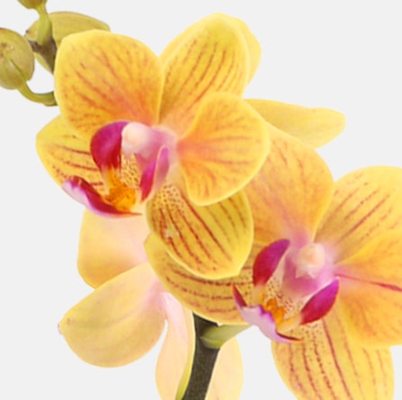 Beautiful yellow orchid flowers with striking purple accents, perfect for elegant decor.