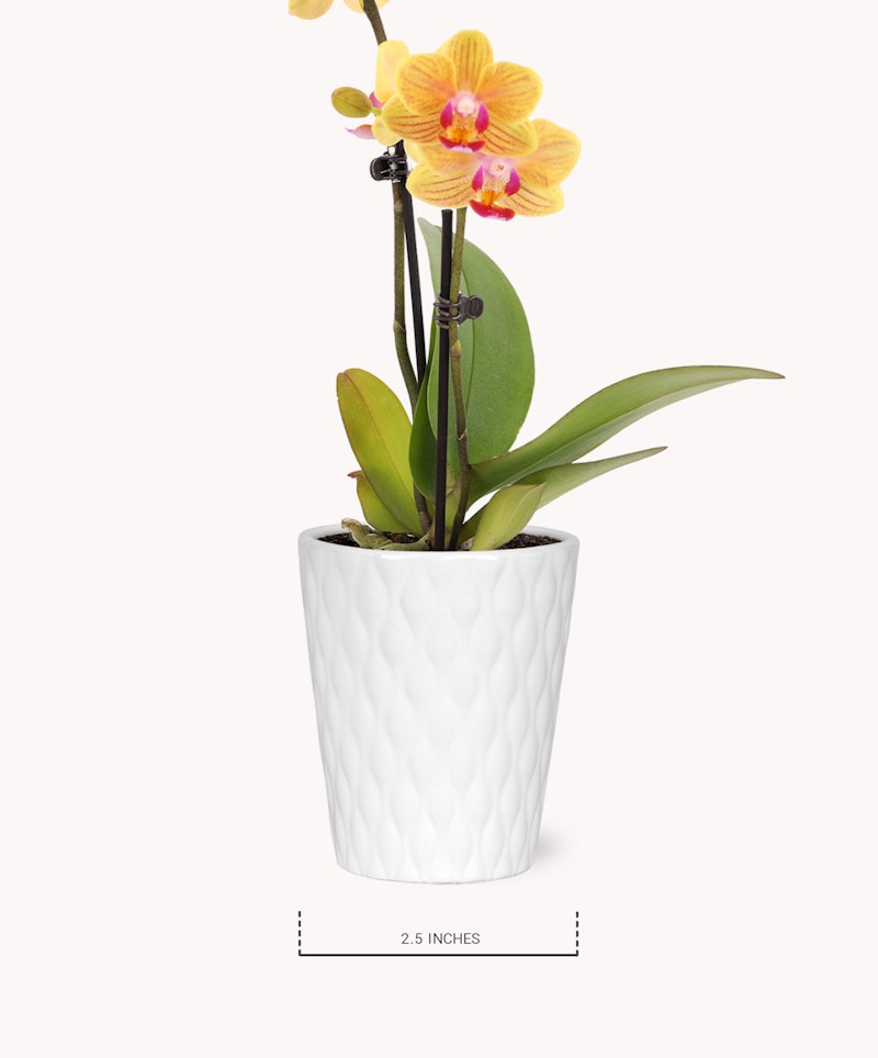 Vibrant yellow and pink Phalaenopsis orchid with lush green leaves in a white textured ceramic pot on a white background, measuring 2.5 inches in scale reference.