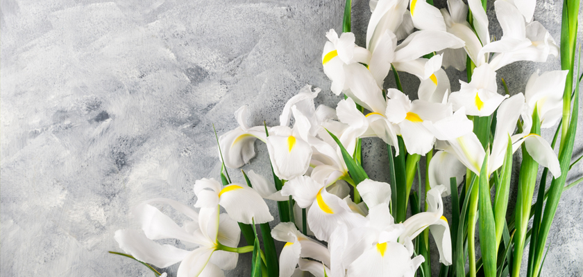 Elegant white irises with bright yellow accents against a textured gray background.