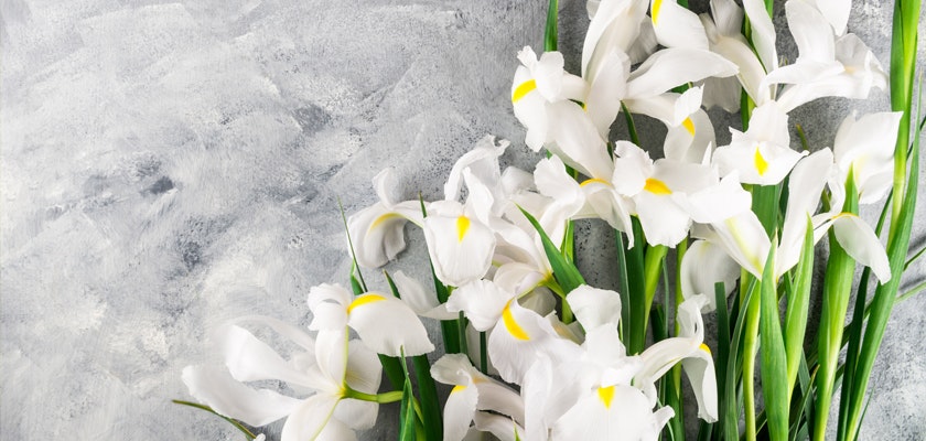 Fresh white irises lying on a textured gray surface with ample copy space, ideal for spring themes or floral arrangements.
