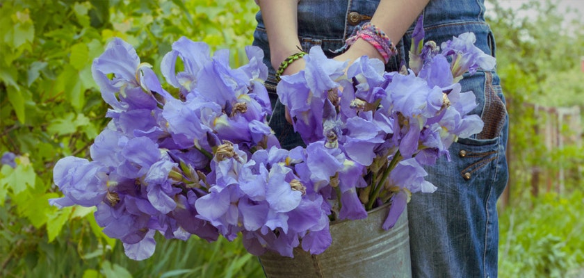 Person holding a large bouquet of fresh purple irises in front of them, with a green garden background, wearing blue jeans and a casual bracelet.
