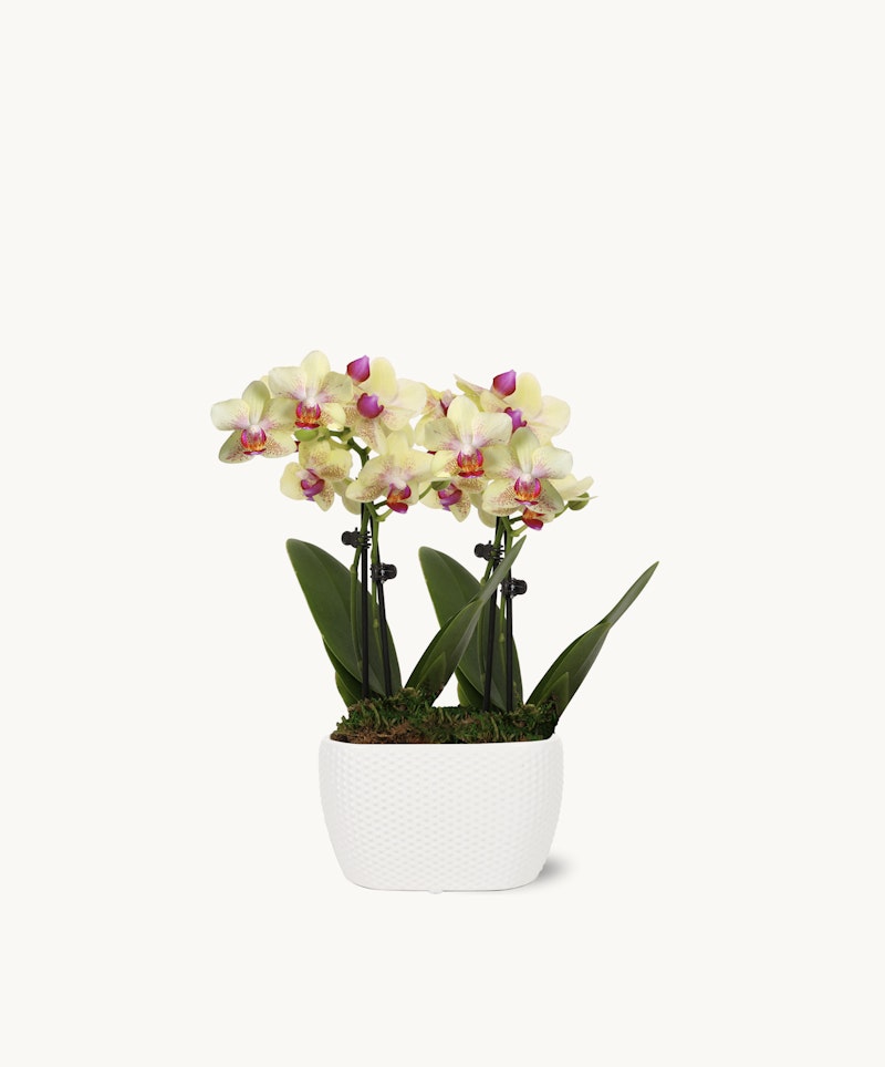 Beautiful blooming artificial orchid with yellow and purple flowers in a white pot against a clean white background. Perfect for home or office decor.