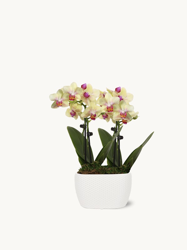 Beautiful blooming artificial orchid with yellow and purple flowers in a white pot against a clean white background. Perfect for home or office decor.