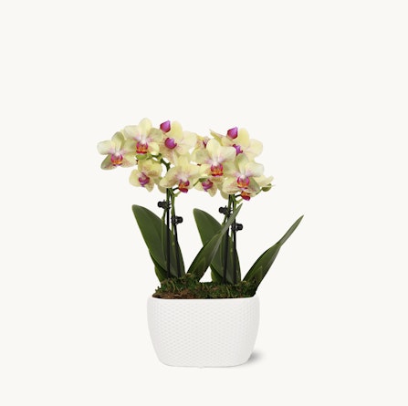 Elegant potted orchid arrangement with delicate blooms and lush green leaves, perfect for decor.