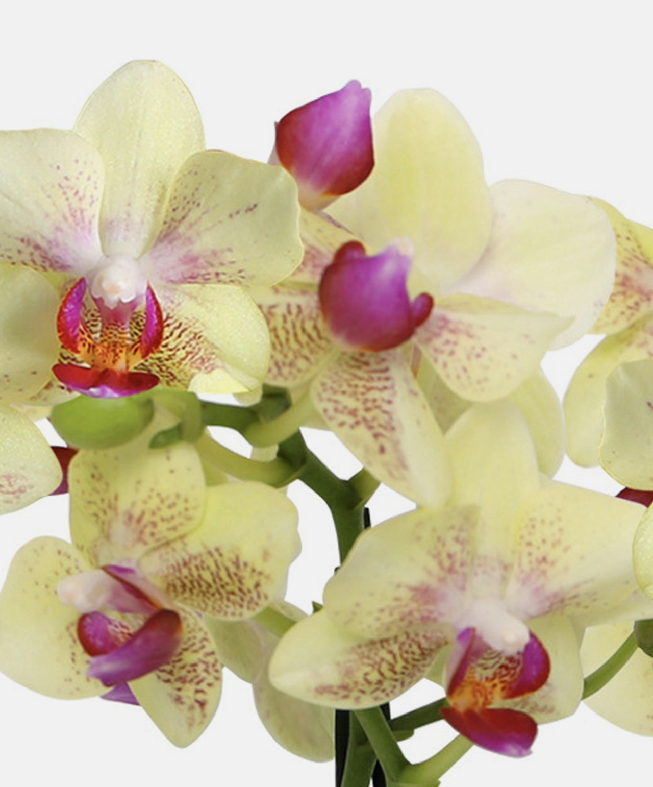 Exquisite yellow orchids with purple accents, showcasing delicate petals and vibrant beauty.