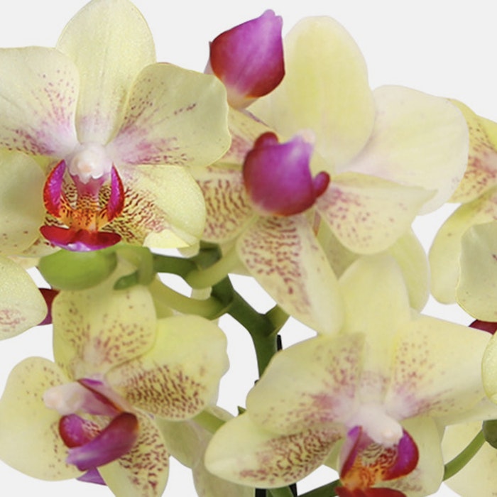 A vibrant bouquet of yellow and purple Phalaenopsis orchids with delicate spots and a contrasting magenta center against an isolated white background.