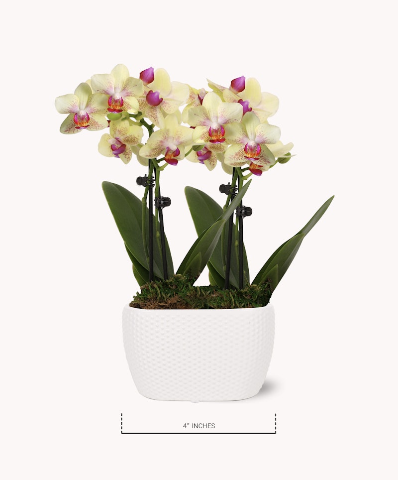 Elegant yellow and purple orchids in full bloom presented in a white textured pot, complemented by green leaves and moss, against a clean white background.
