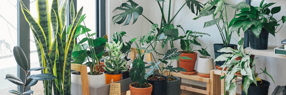 Lush indoor garden featuring a variety of potted plants, enhancing home aesthetics.