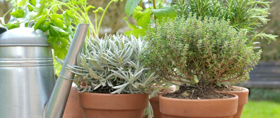 Fresh herbs including rosemary, thyme, and parsley in terracotta pots, ready for cooking.