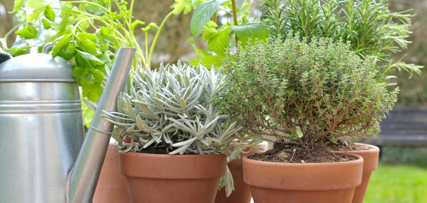 Fresh herbs including rosemary, thyme, and parsley in terracotta pots, ready for cooking.