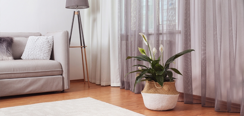 Bright and airy living room featuring a cozy couch, elegant curtains, and a decorative potted plant.