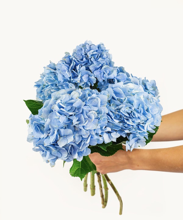 A person holding a large bouquet of bright blue hydrangeas with green leaves against a white background, highlighting the vibrant colors of the flowers.
