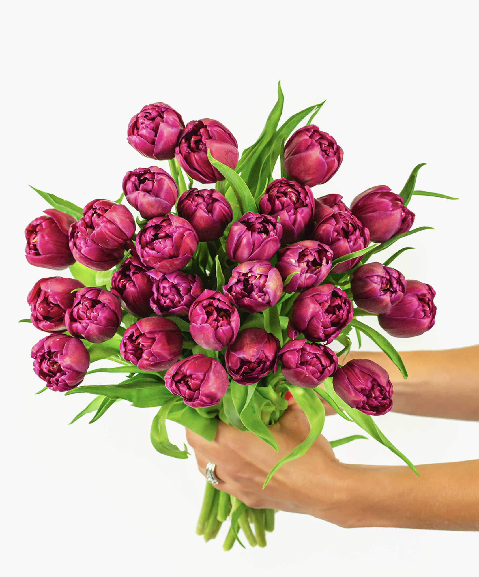 A lush bouquet of vibrant purple peony tulips, hand-held with fresh green leaves.