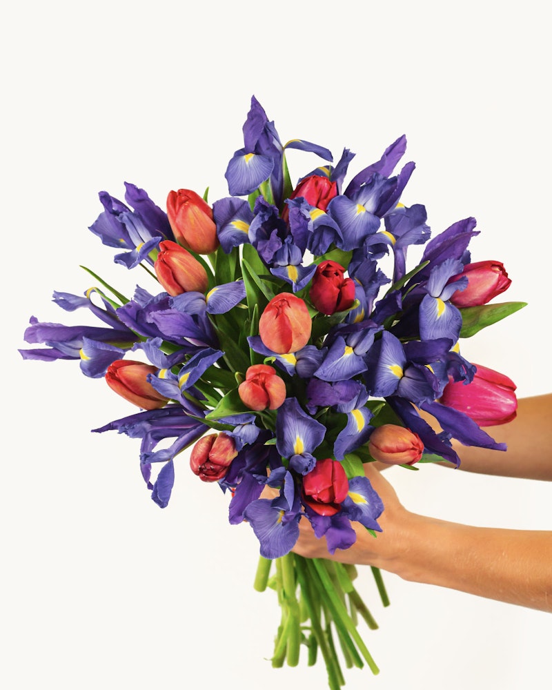 A vibrant bouquet of fresh flowers held in hands, featuring purple irises and red tulips with lush green stems, set against a clean white background.