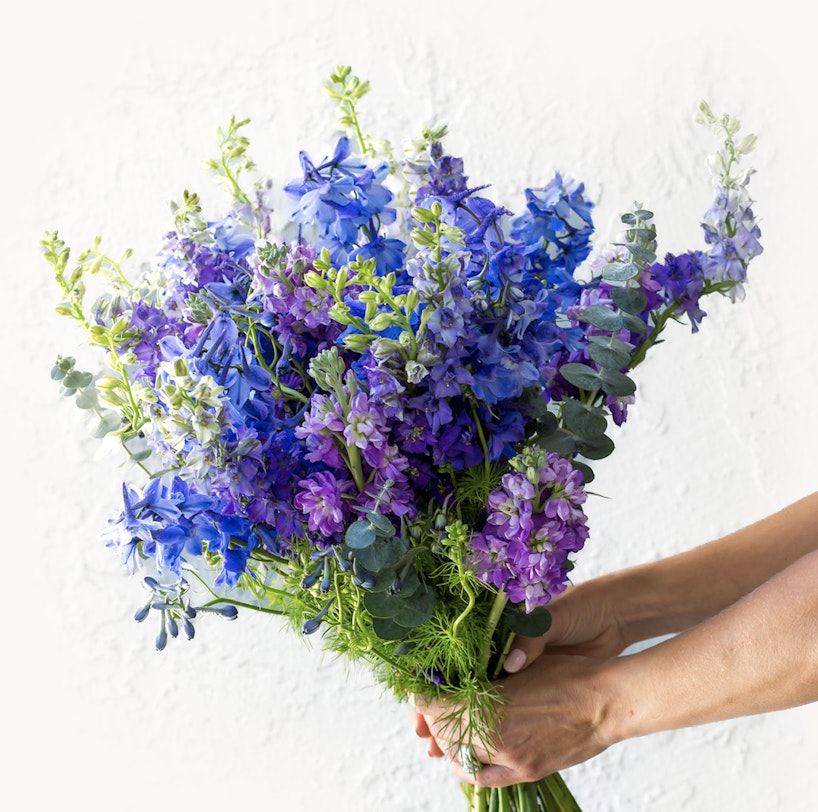 A vibrant bouquet of blue and purple flowers held by a person against a white wall, showcasing a beautiful array of fresh spring florals in full bloom.
