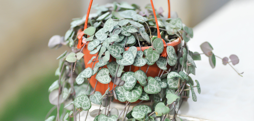 Lush heart-shaped leaves cascading from a hanging pot, perfect for indoor decor.