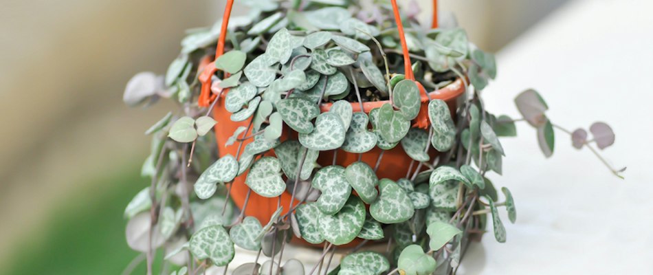 Lush heart-shaped leaves cascading from a hanging pot, perfect for indoor decor.