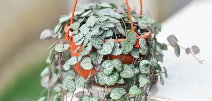 Lush heart-shaped leaves cascading from a hanging pot, perfect for indoor decor.