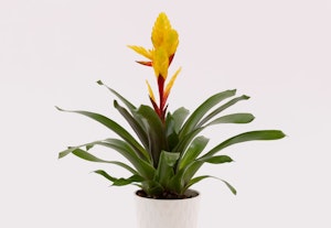 Vibrant yellow and orange bromeliad plant with broad green leaves in a white decorative pot against a neutral background, showcasing the natural beauty of indoor foliage.
