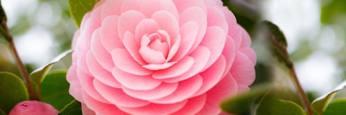 Close-up of a vibrant pink camellia bloom with delicate petals arranged in a symmetrical pattern, surrounded by green leaves, showcasing the flower's natural beauty.