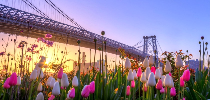 Vibrant tulips in the foreground with a scenic view of a suspension bridge at sunrise, showcasing a blend of urban architecture and natural beauty.