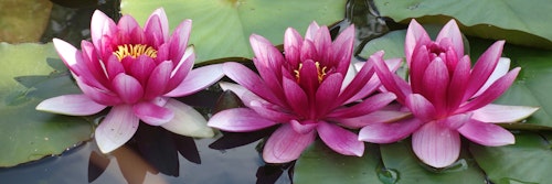 Three vibrant pink water lilies with yellow stamens in full bloom, floating on the surface of a calm pond with green lily pads in soft natural light.