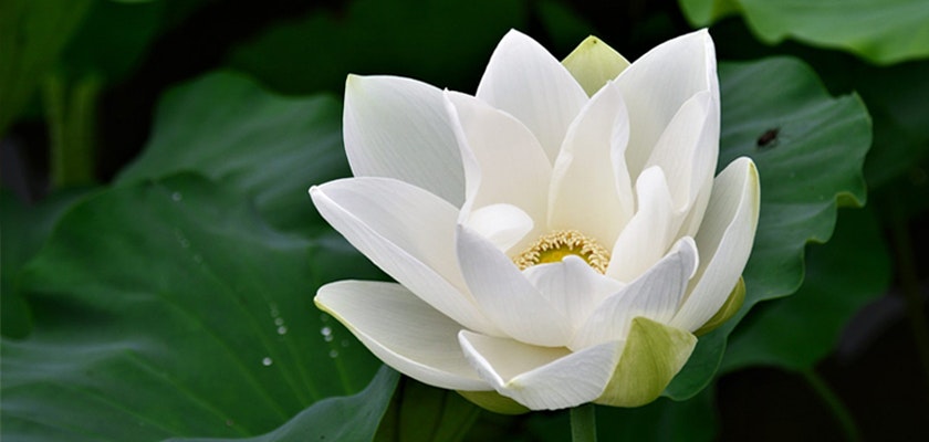 A blooming white lotus flower with a yellow center, surrounded by large green leaves, with water droplets visible on the petals and leaves against a soft-focus background.