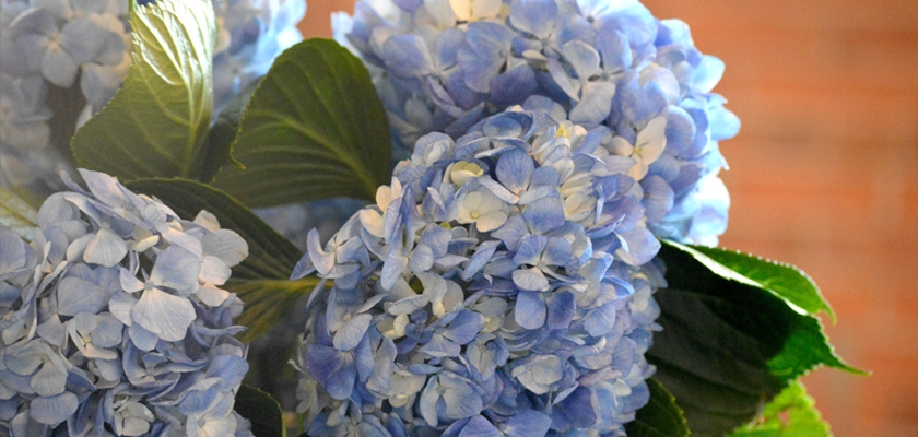 Delicate blue hydrangeas nestled among vibrant green leaves in a charming floral arrangement.