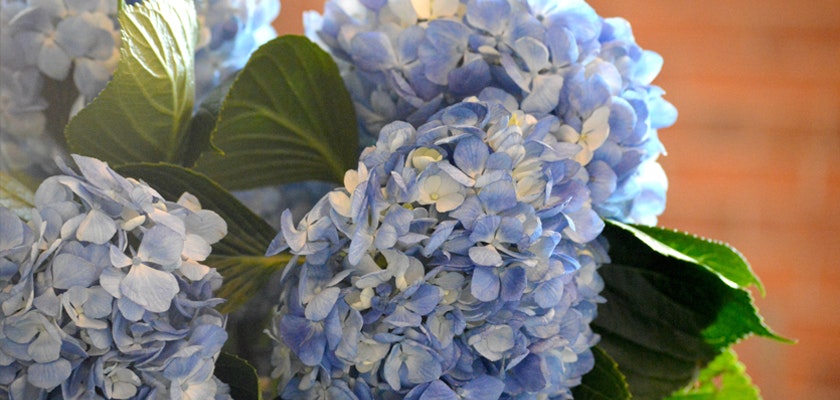 Delicate blue hydrangeas nestled among vibrant green leaves in a charming floral arrangement.