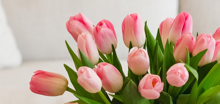 Elegant pink and white tulips in a lush green arrangement, perfect for spring decor.