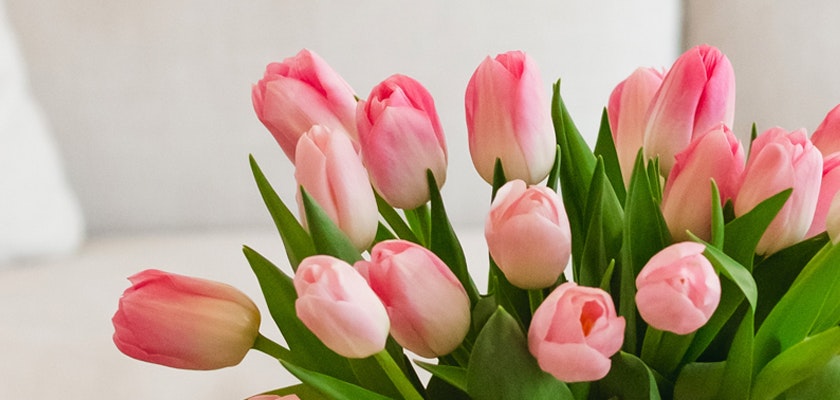 Elegant pink and white tulips in a lush green arrangement, perfect for spring decor.