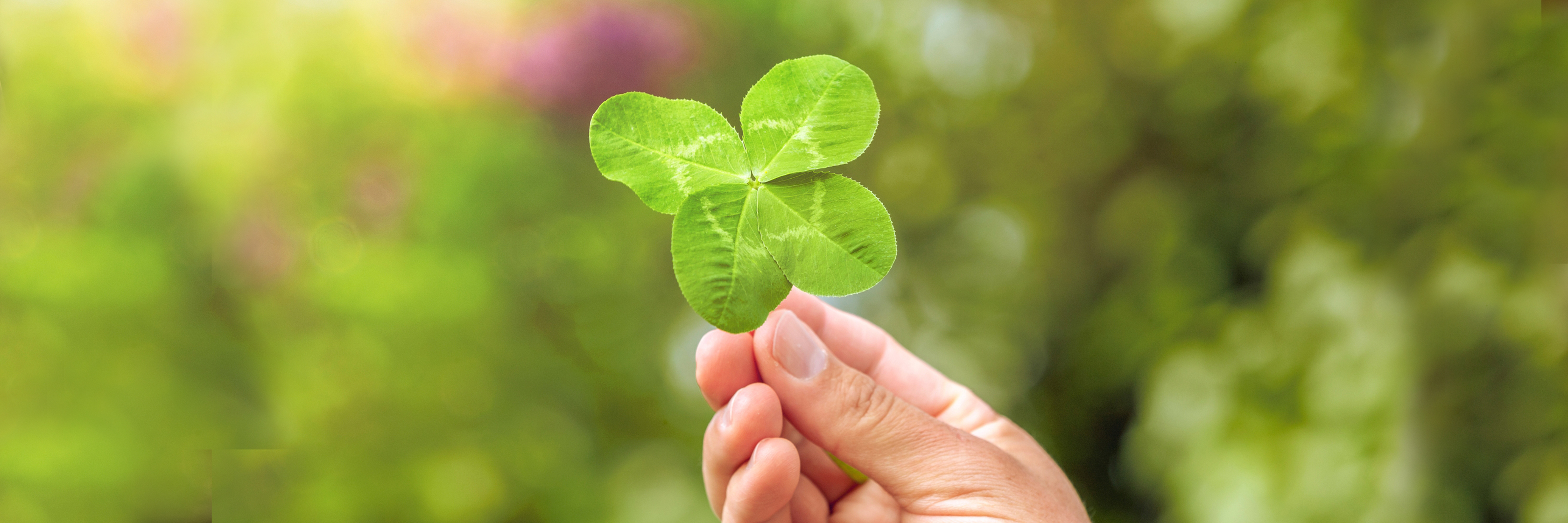 A hand holding a vibrant four-leaf clover against a lush green background, symbolizing luck.