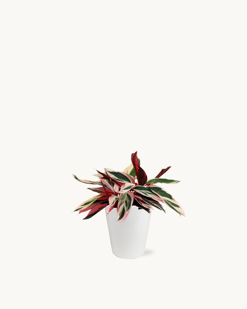 Indoor plant with pink and green variegated leaves in a white pot against a seamless white background, perfect for a minimalist home decor theme.