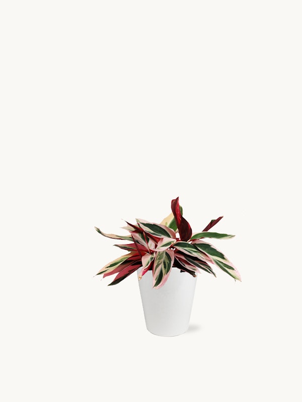 Indoor plant with pink and green variegated leaves in a white pot against a seamless white background, perfect for a minimalist home decor theme.