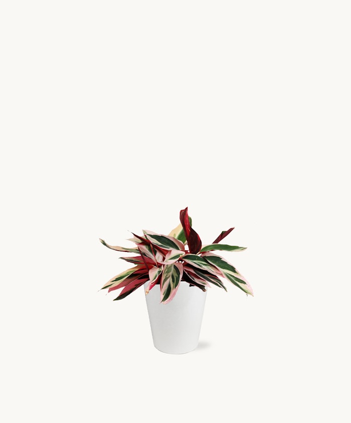 A vibrant indoor plant with striking red and green leaves in a sleek white pot.