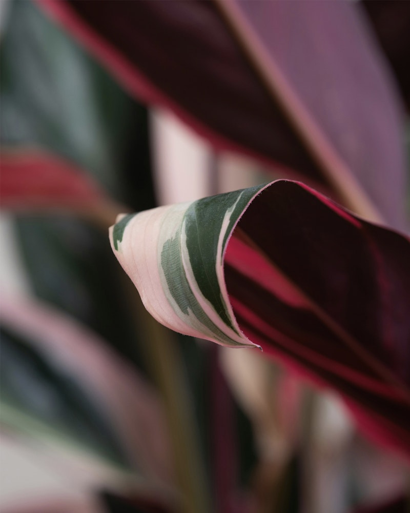 Close-up of a Stromanthe Triostar plant leaf with vibrant pink, white, and green variegation, showcasing the unique pattern and texture of the foliage.