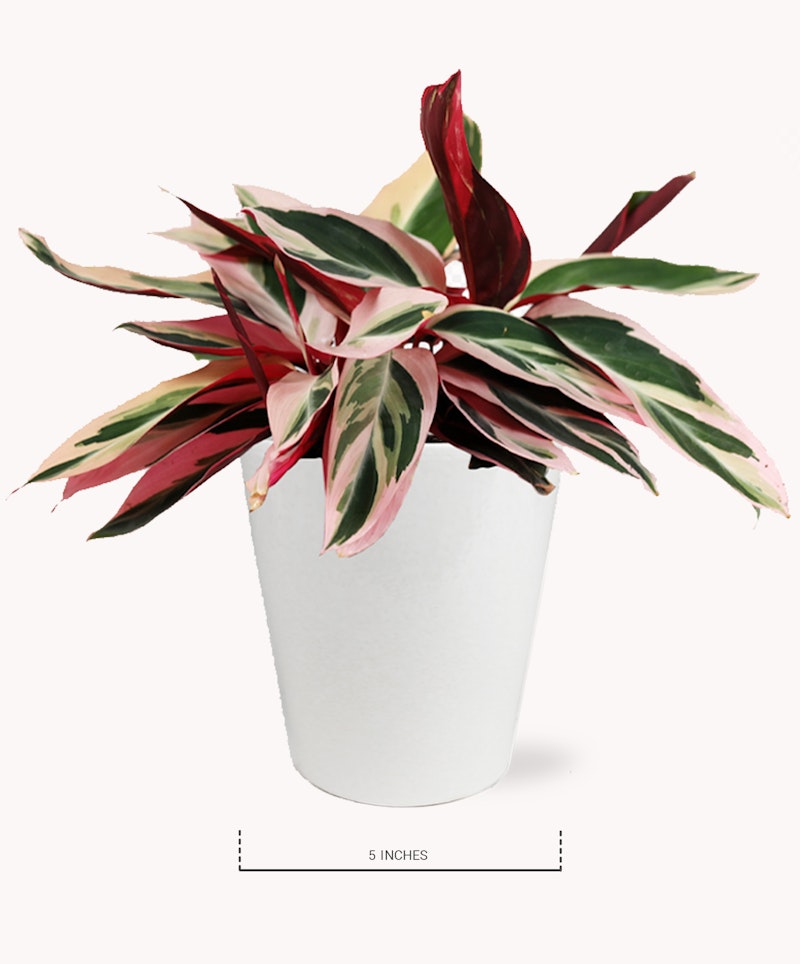 Vibrant tri-colored Stromanthe Triostar houseplant with pink, green, and white leaves in a minimalist white pot, measured as 5 inches tall, isolated on a light background.
