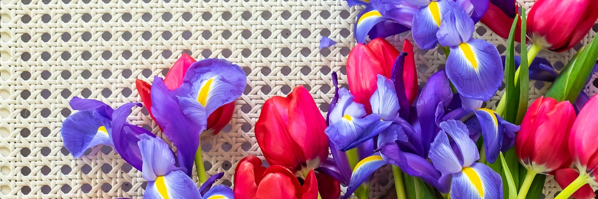 Vibrant bouquet featuring red tulips and blue irises, set against a textured background.