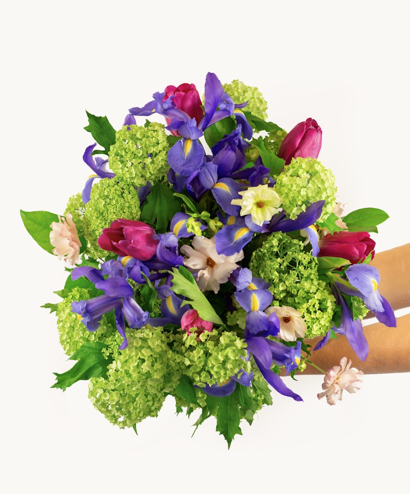 Vibrant bouquet featuring purple irises, pink tulips, and green hydrangeas with hints of yellow and pink flowers, held by a person against a white background.