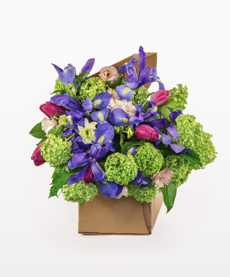 Vibrant bouquet of flowers including purple irises, pink tulips, and green hydrangeas wrapped in brown kraft paper against a white background.