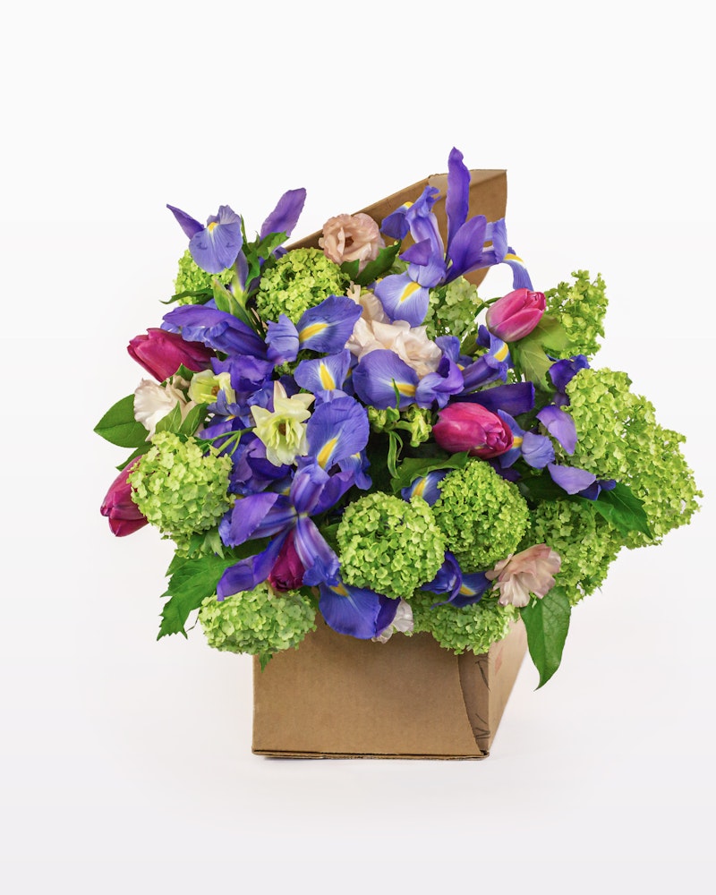 Vibrant bouquet of flowers including purple irises, pink tulips, and green hydrangeas wrapped in brown kraft paper against a white background.