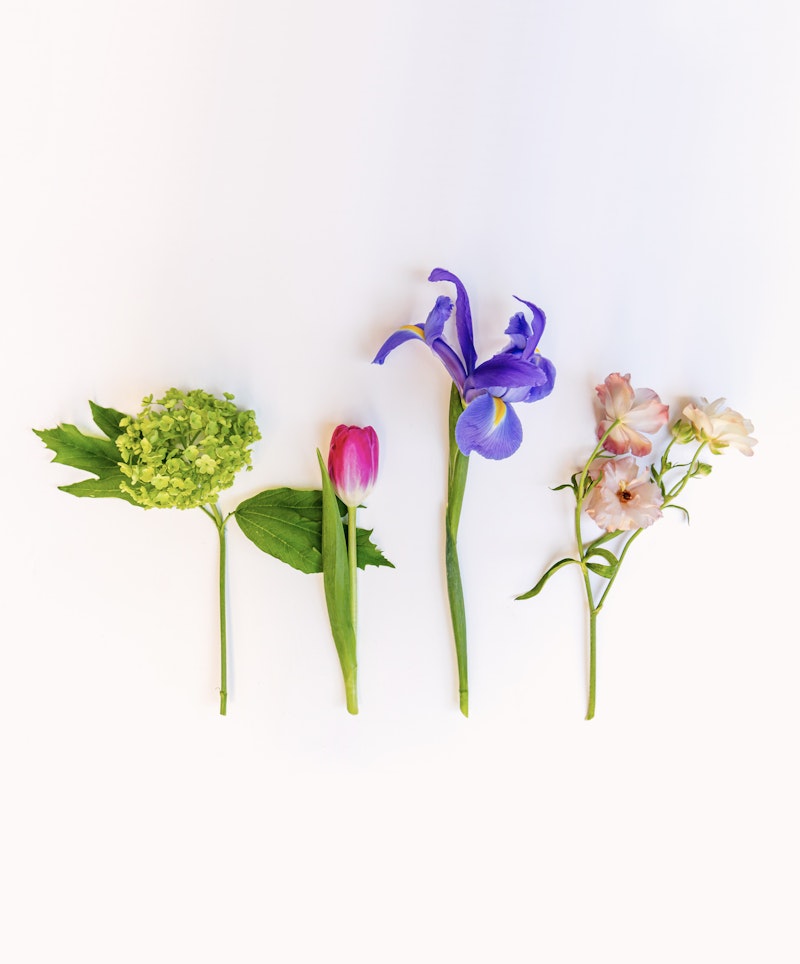 An array of five vibrant flowers isolated on a white background, including a green hydrangea, pink tulip, blue iris, and delicate pink blossoms, artfully arranged in a line.