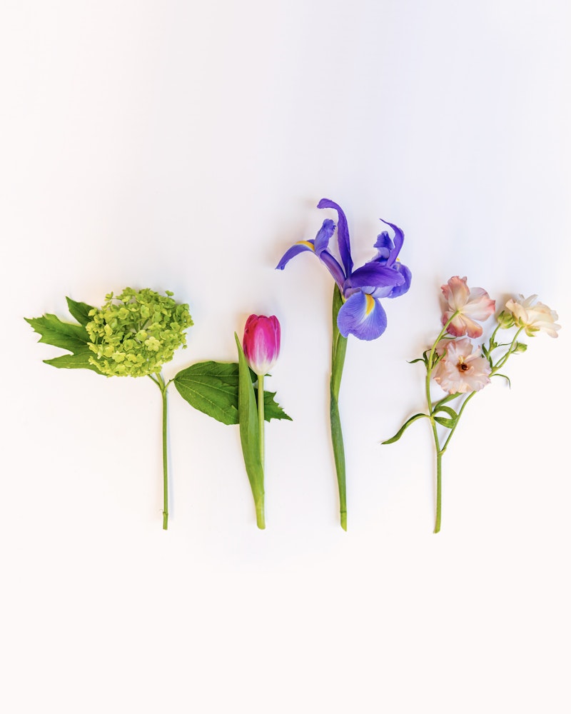 An array of five vibrant flowers isolated on a white background, including a green hydrangea, pink tulip, blue iris, and delicate pink blossoms, artfully arranged in a line.