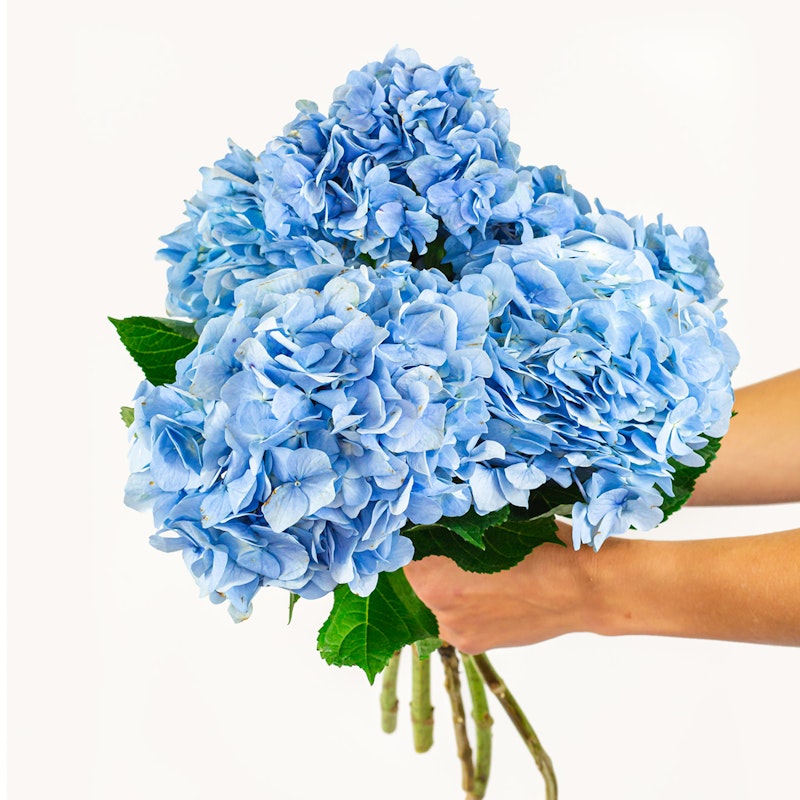 A person holding a large, vibrant bouquet of blue hydrangeas with lush green leaves against a white background, showcasing the beauty of the fresh blossoms.