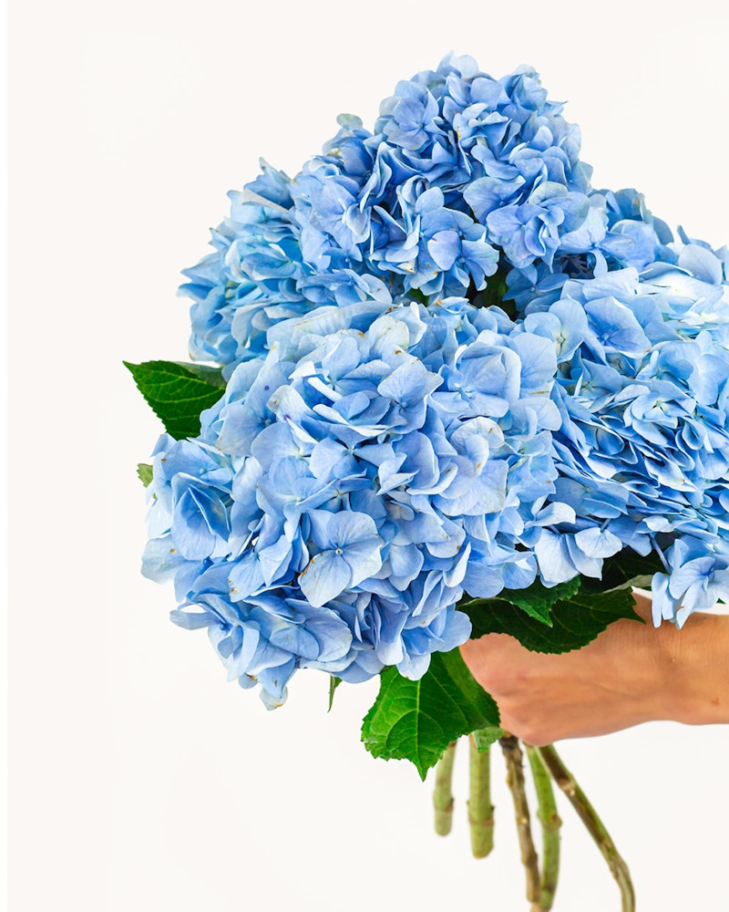 A person holding a large, vibrant bouquet of blue hydrangeas with lush green leaves against a white background, showcasing the beauty of the fresh blossoms.