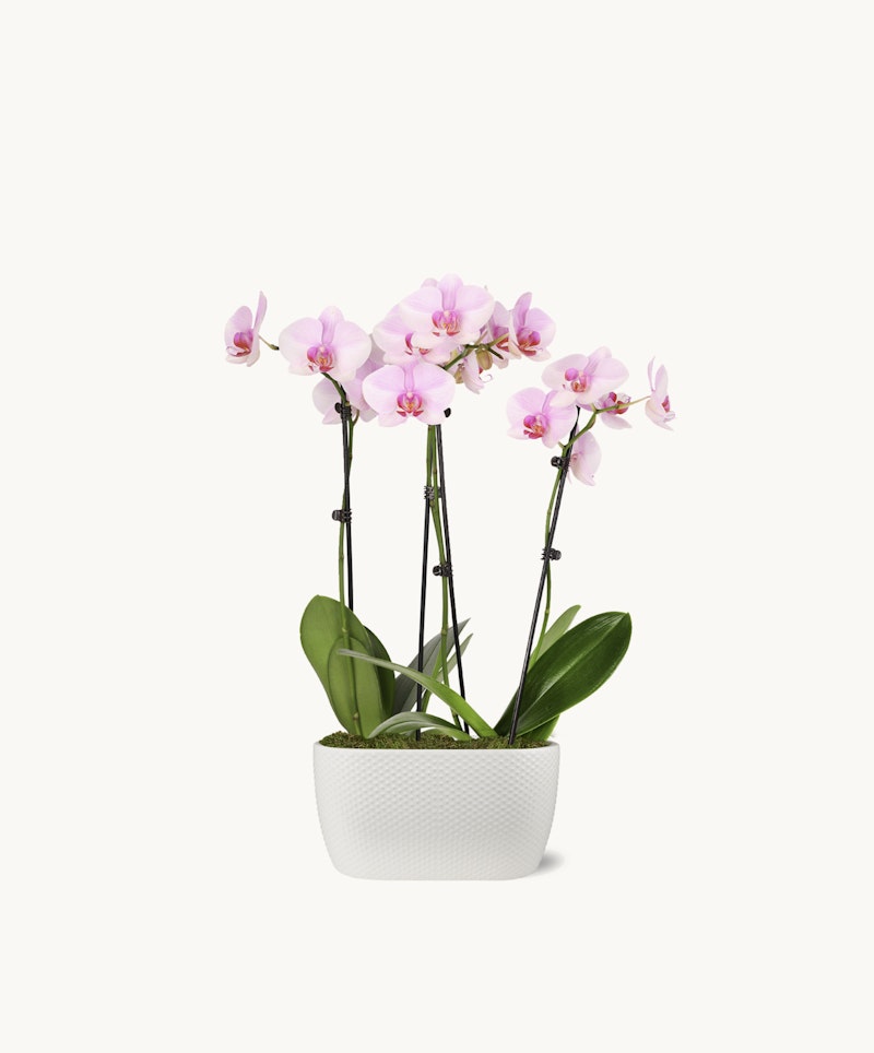 Delicate pink orchid flowers in full bloom, elegantly presented in a simple white rectangular pot, isolated against a clean, white background.