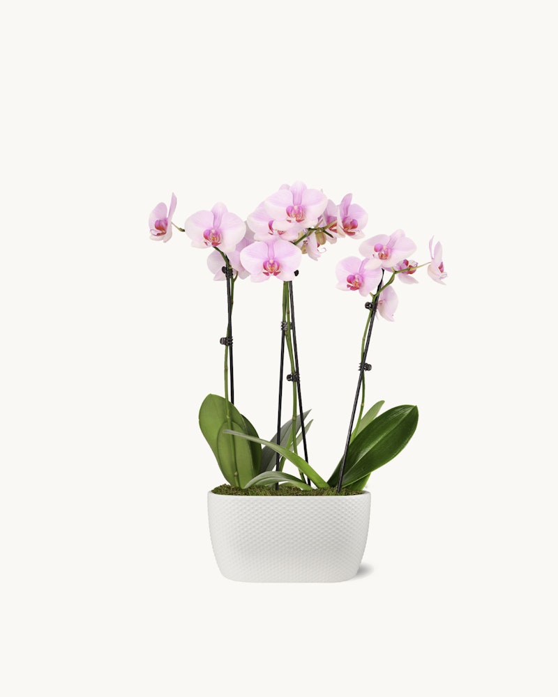 Delicate pink orchid flowers in full bloom, elegantly presented in a simple white rectangular pot, isolated against a clean, white background.