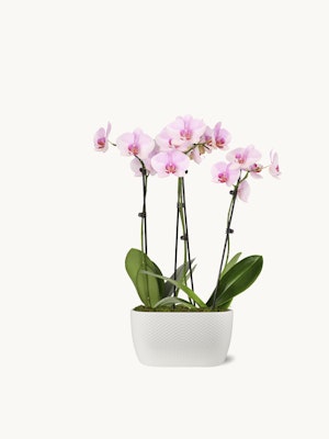 Elegant pink orchids in a modern white pot, adding a touch of sophistication to any space.