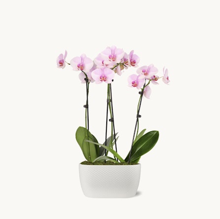 Elegant pink orchids in a modern white pot, adding a touch of sophistication to any space.